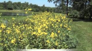 Silphium integrifolum Rosinweed [upl. by Claybourne]