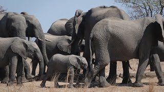 Elephants drinking in Timbavati SouthAfrica [upl. by Lanctot]