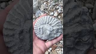 Nice Cretaceous Ammonite Fossil  surface find  while Hunting North Texas Creeks fossilhunting [upl. by Gwyn]