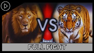 Animal FaceOff 2004  Lion VS Tiger Full Fight [upl. by Poucher]