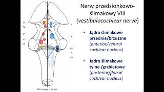 Droga słuchowa i równowagi wstęp [upl. by Fidele]