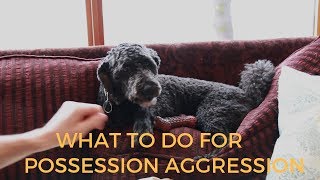 Dog Possession Aggression What To Do [upl. by Matusow]