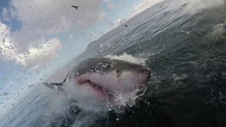 Close Encounter with a Great White  ViralHog [upl. by Joannes928]