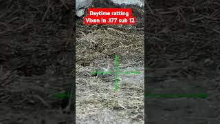 DAYTIME RATTING  airgunhunting ratting vixen pestcontrol [upl. by Charlie]