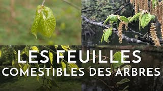 Les feuilles comestibles des arbres [upl. by Lohrman807]