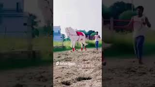 Stallion Anant music beach love travel edm horse horses trending trendingshorts trend [upl. by Olimreh778]