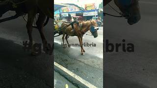 HORSE POWER PAPADOL DANCE shortvideo automobile viralhorn workinghard [upl. by Lap]