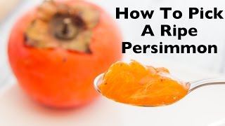 How To Pick A Ripe Persimmon  How To Eat Persimmons Fuyu Hachiya amp American Varieties [upl. by Savil]