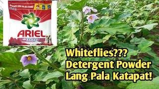 DETERGENT POWDER KASING BISA PALA NG MAMAHALING INSECTICIDES LABAN SA WHITEFLIES [upl. by Good]