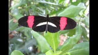 Schmetterlinge im Botanischer Garten München [upl. by Griffy]