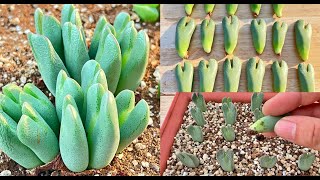 How to propagate conophytums [upl. by Kissiah110]