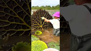 Beautiful Natural Gorgon Harvesting amp Rural Life  Prickly Water Lily Seeds shorts youtubeshorts [upl. by Hey]