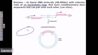 Lambda genome structure [upl. by Otrebor]