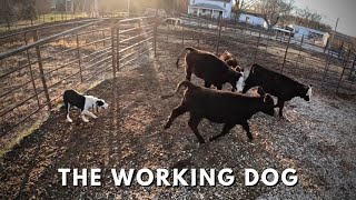 Training My New Border Collie RHONDA ROUSEY To Herd Cattle [upl. by Annawd]