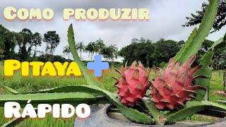 Como produzir pitaya  rápido  Dicas e manejos [upl. by Furgeson83]