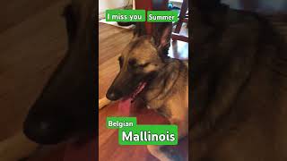 Belgian Malinois USA [upl. by Irtak]