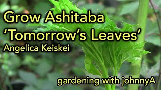 How to Grow Ashitaba Plant  A superfood used in Stir fries and as a Herb  AKA Tomorrow Leaves [upl. by Bollinger58]