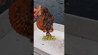 The Proper Way to Handle a Sculpin Fish sculpin fish fishingvideos [upl. by Artenra]