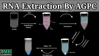 RNA Extraction By AGPC  Guanidium Thiocyanate Phenol Extraction For RNA  RNA Purification [upl. by Nnylirej]