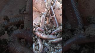 Eisenia Fetida Earthworms AmHumanOrganicFarm [upl. by Keane647]