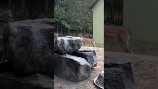 fawn bleats at a young buck then makes way deer animals animalshorts deervader [upl. by Ahserb]