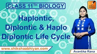 Haplontic Diplontic amp Haplo Diplontic Life Cycle  Plant Kingdom  CBSE Class 11 Biology [upl. by Waddington992]