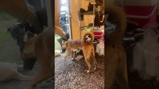 Do you like dogs 🐕 viralvideo [upl. by Wolsky]