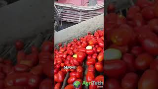 Revolutionizing Tomato FARMING with Advanced Harvesting Machine [upl. by Xavler73]