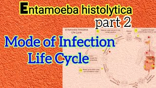 Life Cycle of Entamoeba histolytica  Mode of Infection of Amoebiasis  Parasitology [upl. by Inot]