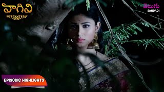 Naagini S1  నాగిని S1  Episodic Highlights  Ep 16  18 [upl. by Orford]