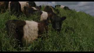 Grace Wyly Farm Belted Galloway grass fed beef [upl. by Novaat]