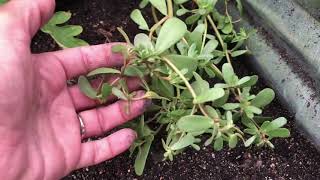 Medicinal Garden MinutePurslane Health Benefits [upl. by Tahp]