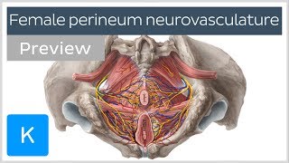 Nerves arteries and veins of the female perineum preview  Human Anatomy  Kenhub [upl. by Lybis301]