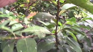 Whiteflies on Ligustrum Privet Shrubs [upl. by Meyer728]