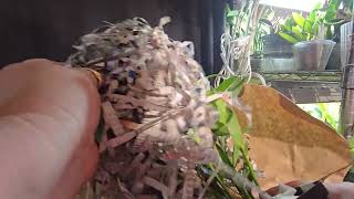 Orchid unboxing from Orchidsbythelakecom [upl. by Akin251]