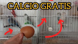 CALCIO GRATIS PARA NUESTRAS AVES [upl. by Denzil]