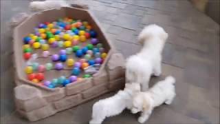 Hollyhock Bichons 2018 litters Week 11 outside [upl. by Will]