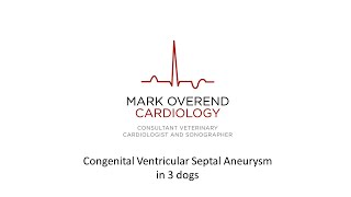 Congenital Ventricular Septal Aneurysm in 3 Dogs [upl. by Odnalor677]