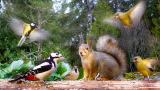 Cat TV for Cats to Watch 😺 Cute Birds and Funny Squirrels🐿️ [upl. by Eiznyl675]