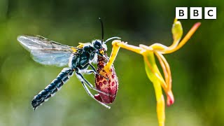 The plant that catfishes 🐝 😲 The Green Planet 🌱 BBC [upl. by Ejroj]