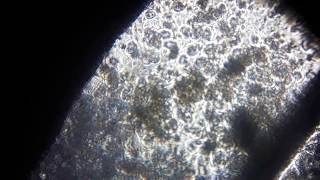 Foldscope video 2 [upl. by Lias]