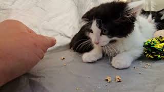 Tuxedo Kitten with a pink nose [upl. by Vonni]