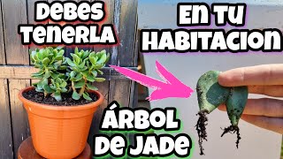 Si tienes ESTA PLANTA en CASA eres 1 entre 1 MILLON Árbol de Jade  Reproducir Suculenta De Jade [upl. by Gabby962]