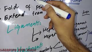 Lesser Omentum  Anatomy  Urdu amp Hindi  Medical Students [upl. by Woodhead]