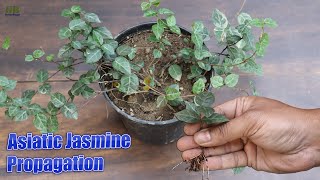 Asiatic Jasmine Tricolor Propagation from Cuttings [upl. by Townshend545]