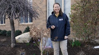 PETITTI  How to Prune Panicle Hydrangea Trees [upl. by Doro]