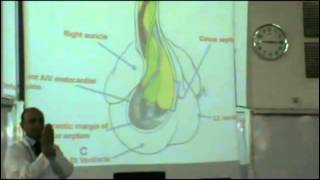 Embryology  Dr Sherif Fahmy CVS part 2 [upl. by Thomajan]