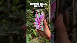 Samsung Galaxy S24 Ultra camera Test s24ultra samsung trending ytshorts shorts [upl. by Norrahc]