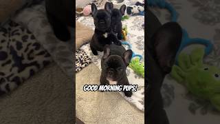 Saying GOOD MORNING to the Pups World’s Toughest Job dogs puppy cutedog cuteanimals shorts [upl. by Auqcinahs]