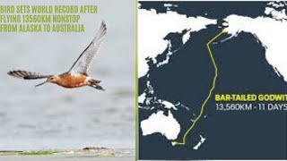 Bird Sets World Record After Flying 13560km Nonstop From Alaska to Australia [upl. by Wilkey]